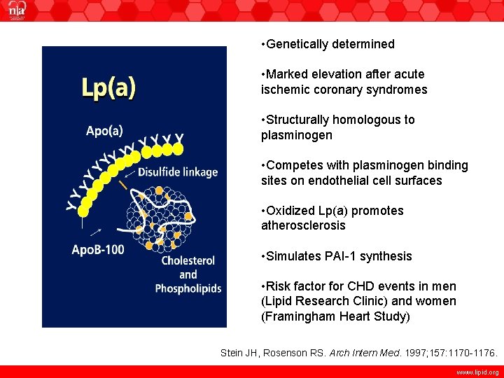  • Genetically determined • Marked elevation after acute ischemic coronary syndromes • Structurally