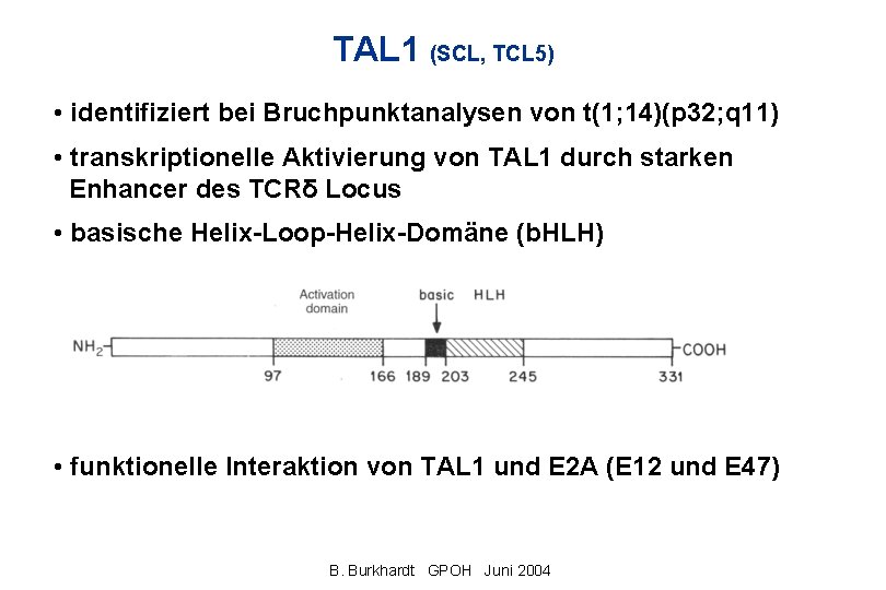 TAL 1 (SCL, TCL 5) • identifiziert bei Bruchpunktanalysen von t(1; 14)(p 32; q