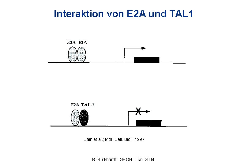 Interaktion von E 2 A und TAL 1 Bain et al. ; Mol. Cell.
