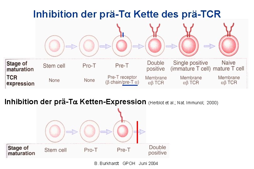 Inhibition der prä-Tα Kette des prä-TCR Inhibition der prä-T Ketten-Expression (Herblot et al. ;