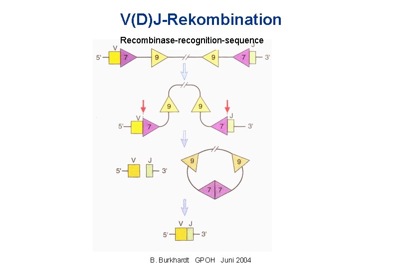 V(D)J-Rekombination Recombinase-recognition-sequence B. Burkhardt GPOH Juni 2004 