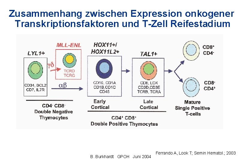 Zusammenhang zwischen Expression onkogener Transkriptionsfaktoren und T-Zell Reifestadium B. Burkhardt GPOH Juni 2004 Ferrando