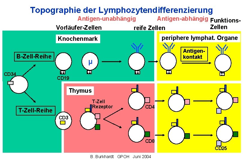 Topographie der Lymphozytendifferenzierung Antigen-unabhängig Vorläufer-Zellen Antigen-abhängig Funktions. Zellen reife Zellen periphere lymphat. Organe Knochenmark