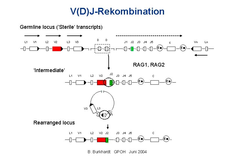 V(D)J-Rekombination Germline locus (‘Sterile‘ transcripts) L 1 V 1 L 2 V 2 L