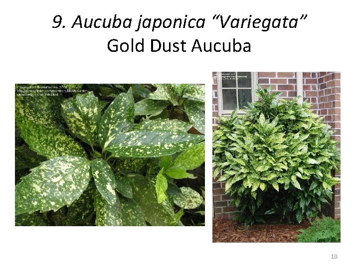 9. Aucuba japonica “Variegata” Gold Dust Aucuba 10 