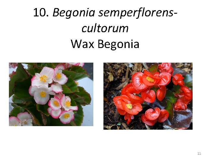 10. Begonia semperflorenscultorum Wax Begonia 11 