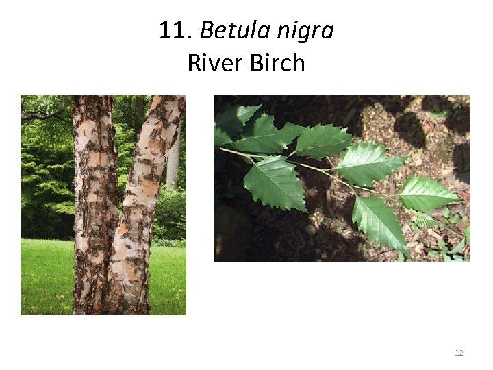 11. Betula nigra River Birch 12 