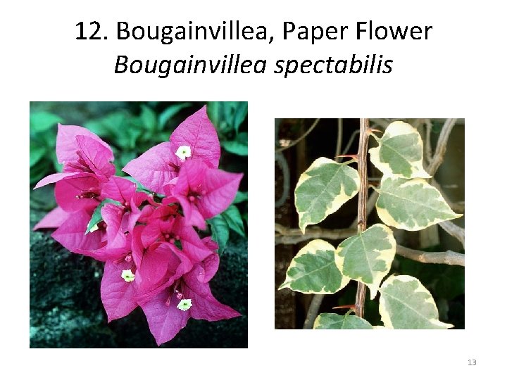 12. Bougainvillea, Paper Flower Bougainvillea spectabilis 13 