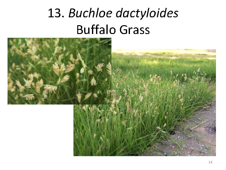 13. Buchloe dactyloides Buffalo Grass 14 