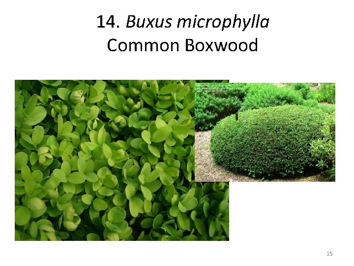 14. Buxus microphylla Common Boxwood 15 