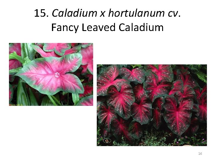 15. Caladium x hortulanum cv. Fancy Leaved Caladium 16 