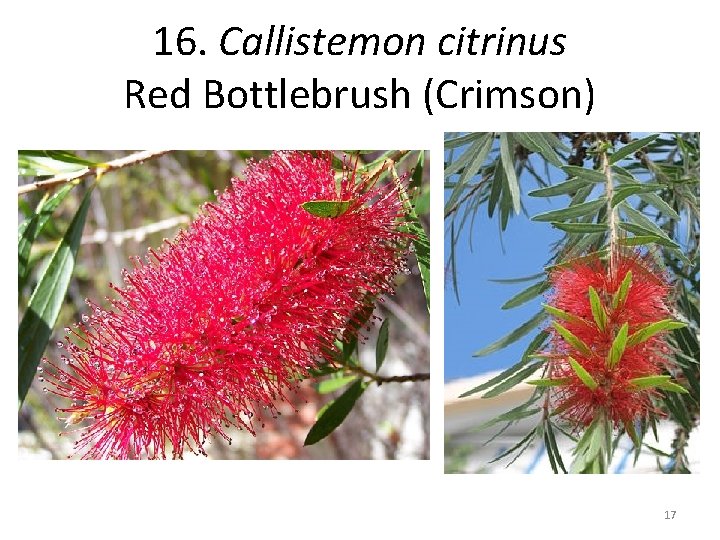 16. Callistemon citrinus Red Bottlebrush (Crimson) 17 