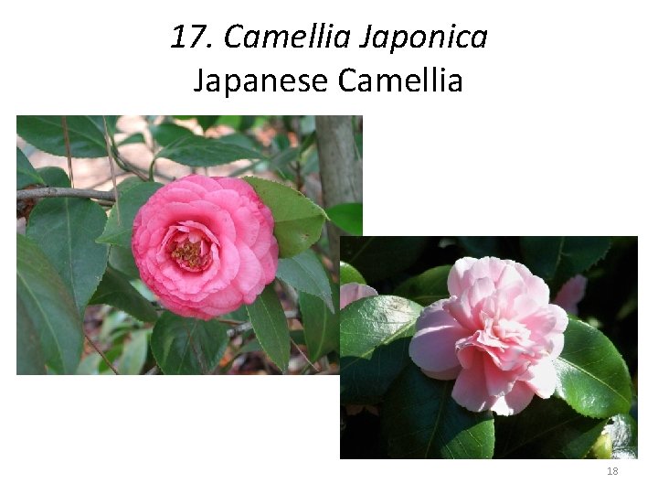 17. Camellia Japonica Japanese Camellia 18 