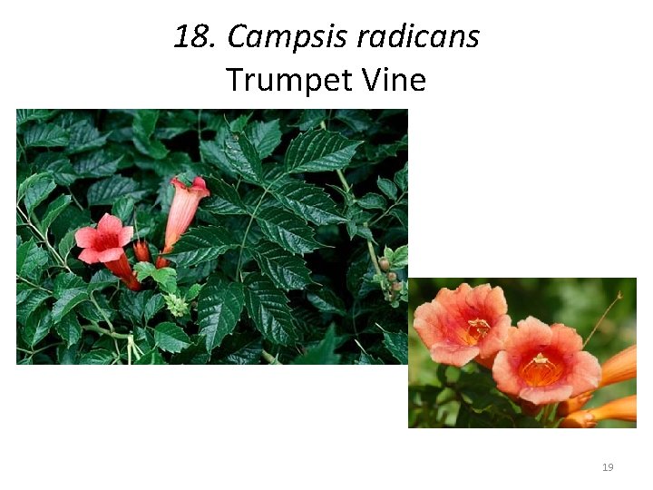 18. Campsis radicans Trumpet Vine 19 