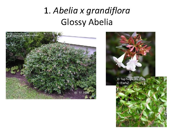 1. Abelia x grandiflora Glossy Abelia 2 