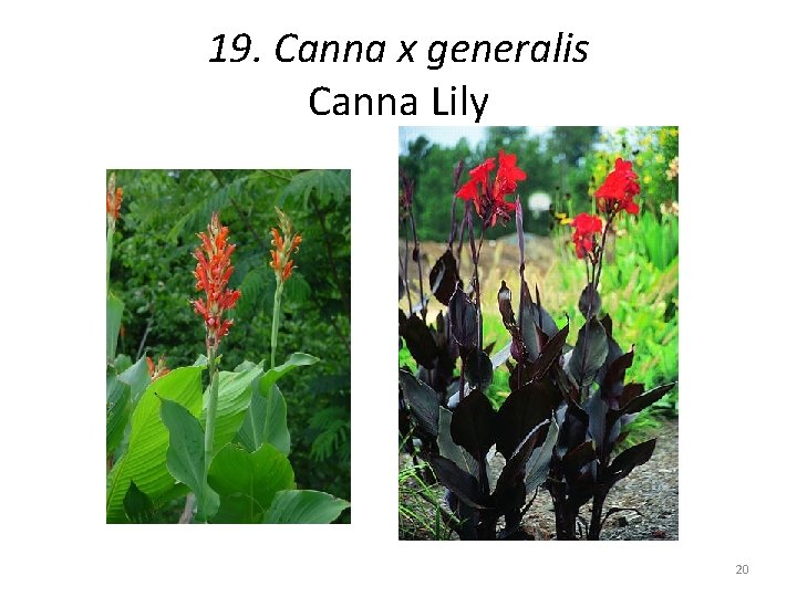 19. Canna x generalis Canna Lily 20 