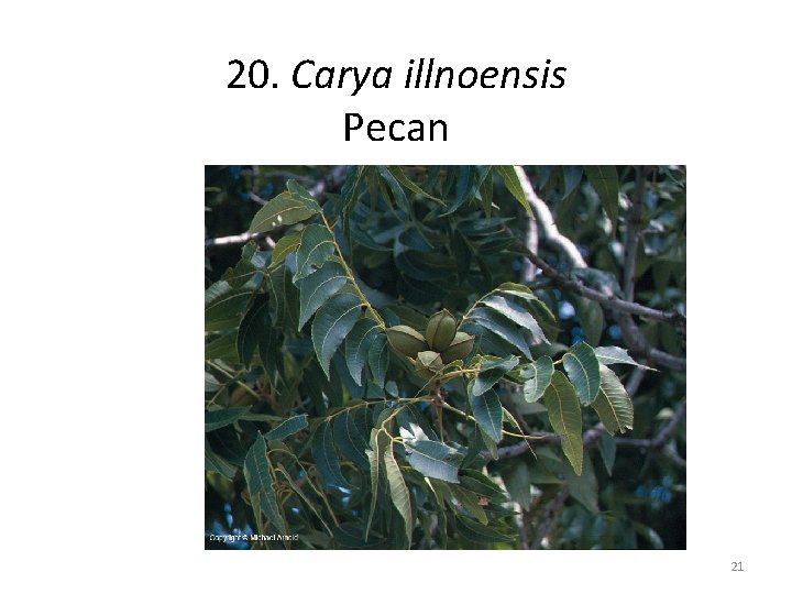 20. Carya illnoensis Pecan 21 