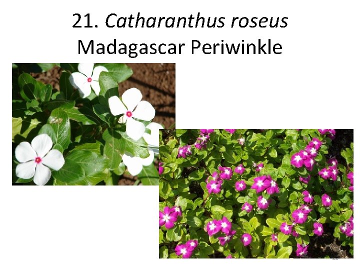 21. Catharanthus roseus Madagascar Periwinkle 22 