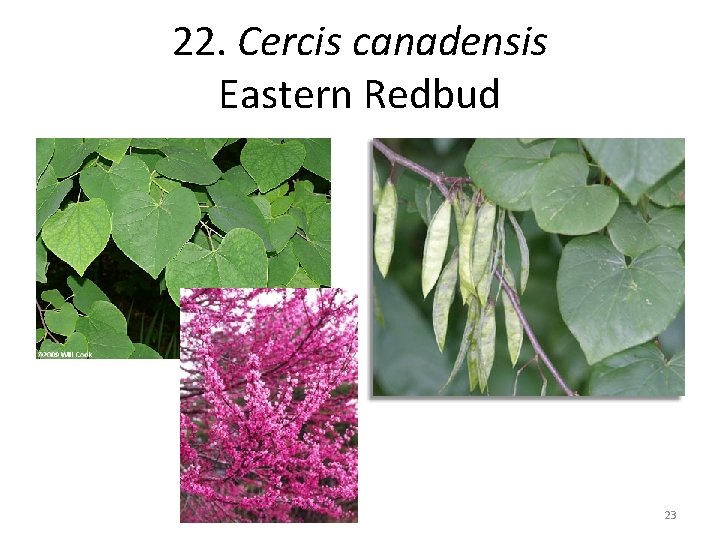 22. Cercis canadensis Eastern Redbud 23 