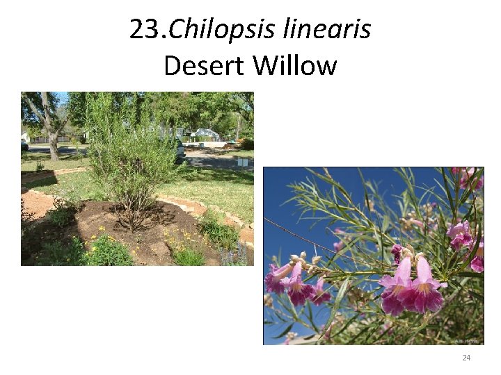 23. Chilopsis linearis Desert Willow 24 