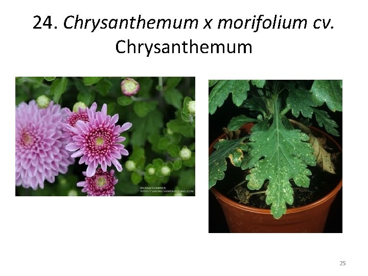 24. Chrysanthemum x morifolium cv. Chrysanthemum 25 