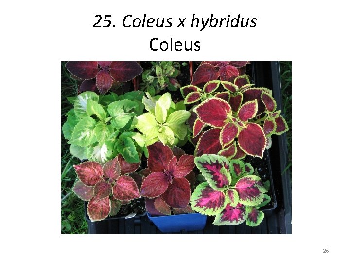 25. Coleus x hybridus Coleus 26 