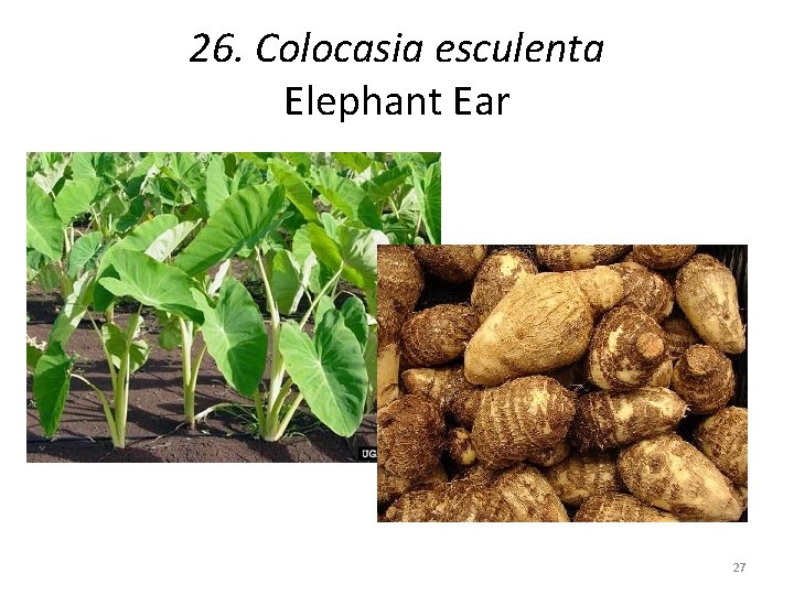 26. Colocasia esculenta Elephant Ear 27 