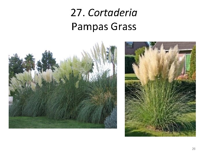 27. Cortaderia Pampas Grass 28 