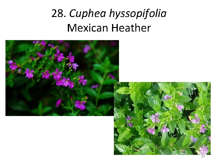 28. Cuphea hyssopifolia Mexican Heather 29 