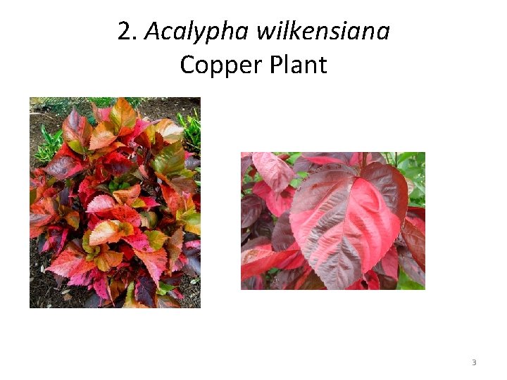 2. Acalypha wilkensiana Copper Plant 3 