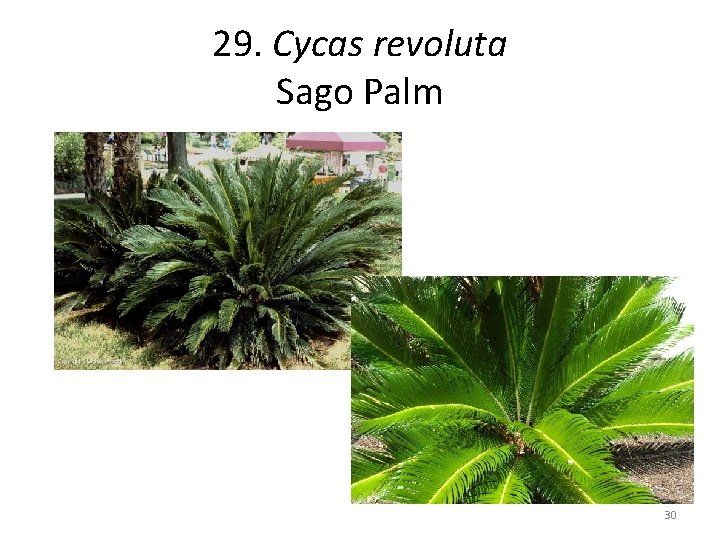 29. Cycas revoluta Sago Palm 30 