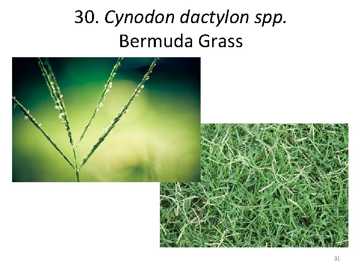 30. Cynodon dactylon spp. Bermuda Grass 31 