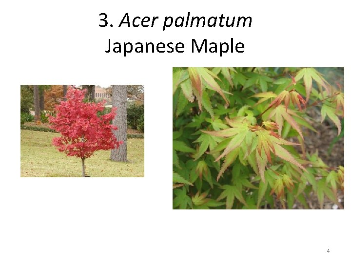3. Acer palmatum Japanese Maple 4 