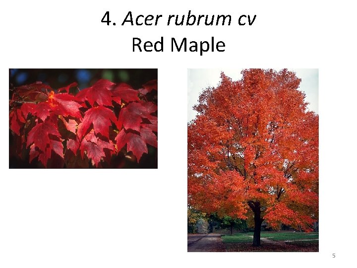 4. Acer rubrum cv Red Maple 5 