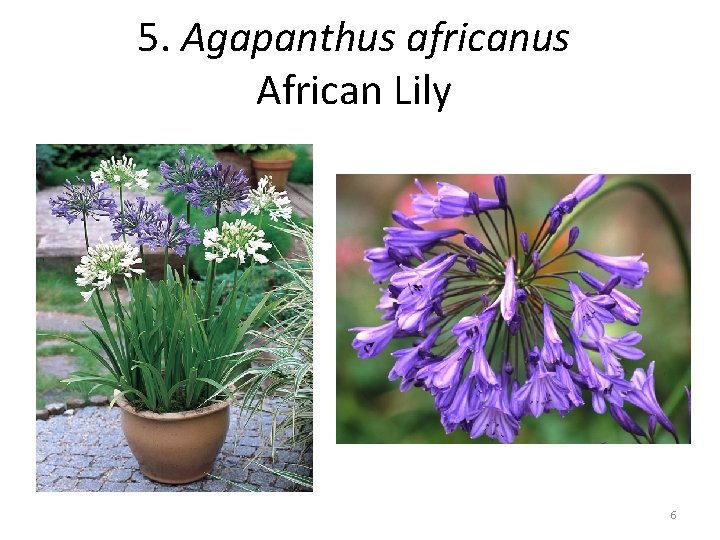 5. Agapanthus africanus African Lily 6 