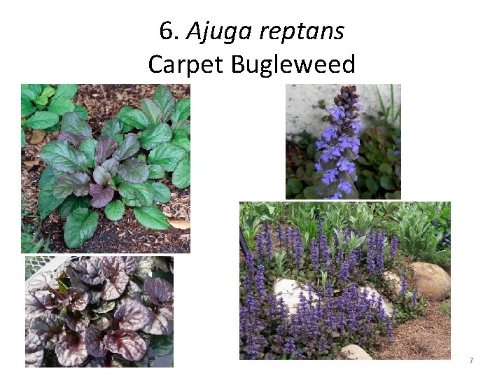 6. Ajuga reptans Carpet Bugleweed 7 