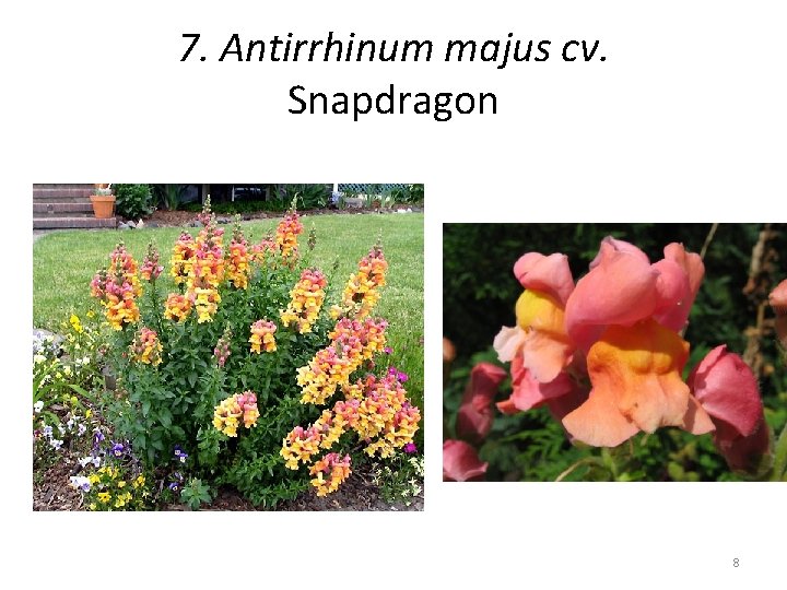 7. Antirrhinum majus cv. Snapdragon 8 