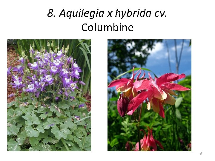 8. Aquilegia x hybrida cv. Columbine 9 