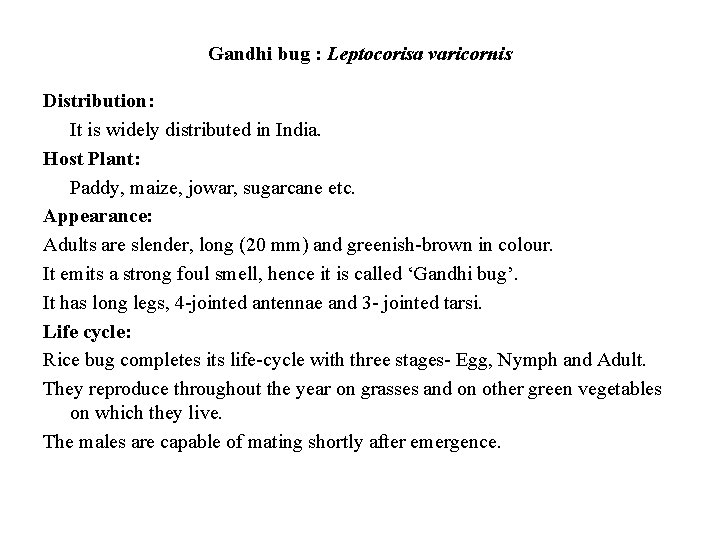 Gandhi bug : Leptocorisa varicornis Distribution: It is widely distributed in India. Host Plant: