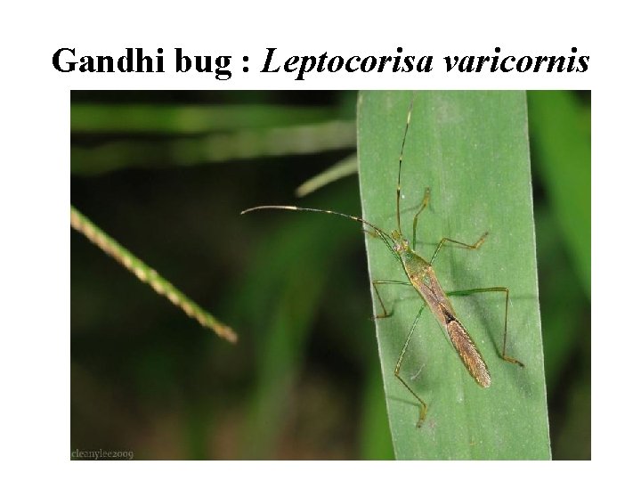 Gandhi bug : Leptocorisa varicornis 