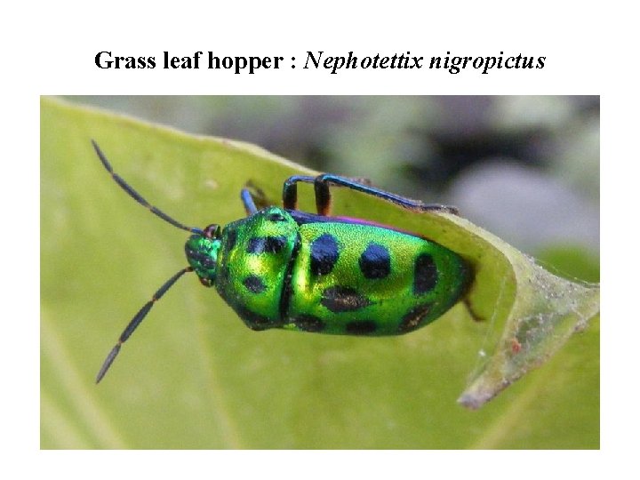 Grass leaf hopper : Nephotettix nigropictus 