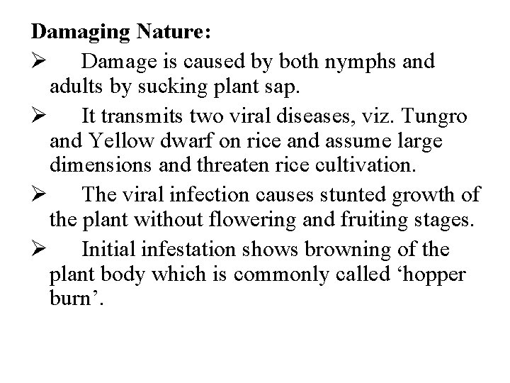 Damaging Nature: Ø Damage is caused by both nymphs and adults by sucking plant