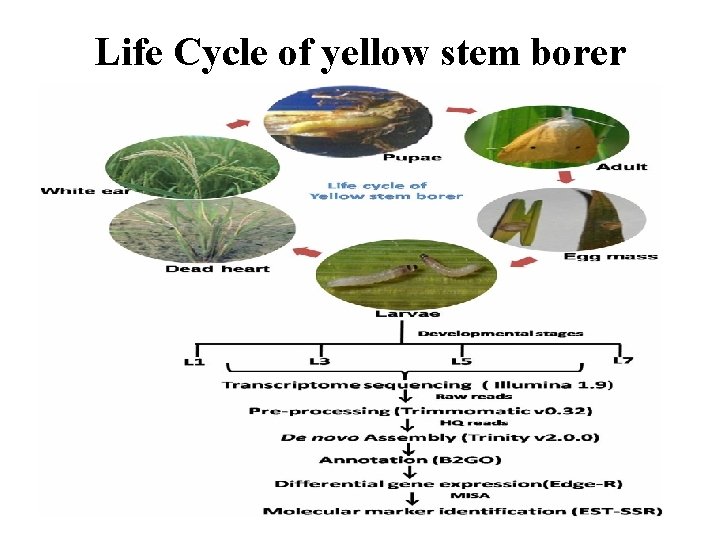Life Cycle of yellow stem borer 