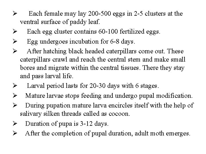 Ø Ø Ø Ø Ø Each female may lay 200 -500 eggs in 2
