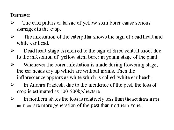 Damage: Ø The caterpillars or larvae of yellow stem borer cause serious damages to