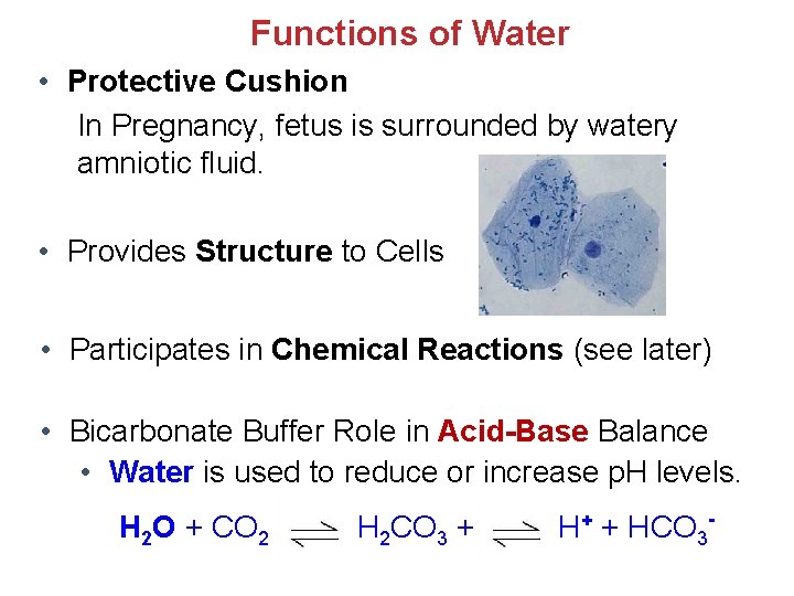 Functions of Water • Protective Cushion In Pregnancy, fetus is surrounded by watery amniotic Functions of Water • Protective Cushion In Pregnancy, fetus is surrounded by watery amniotic