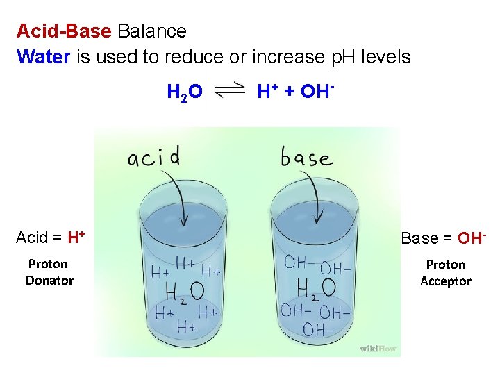 Acid-Base Balance Water is used to reduce or increase p. H levels H 2 Acid-Base Balance Water is used to reduce or increase p. H levels H 2