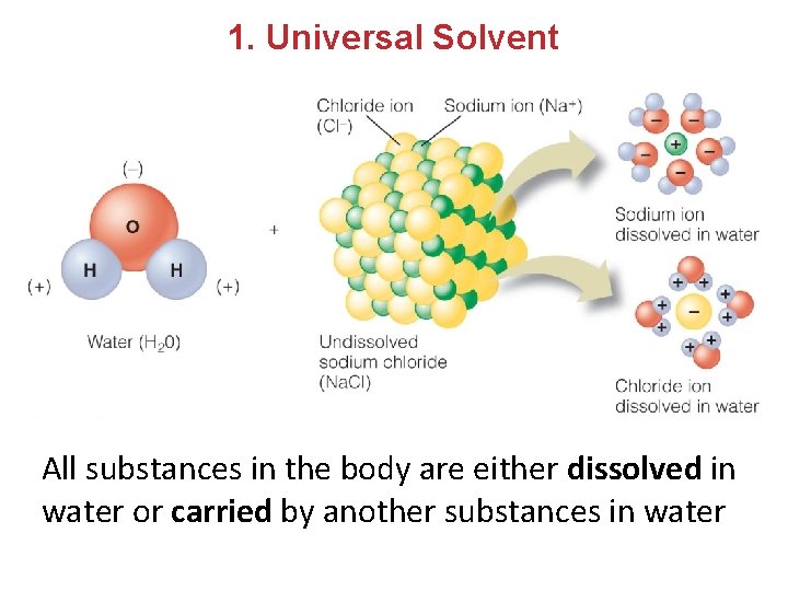 1. Universal Solvent All substances in the body are either dissolved in water or 1. Universal Solvent All substances in the body are either dissolved in water or