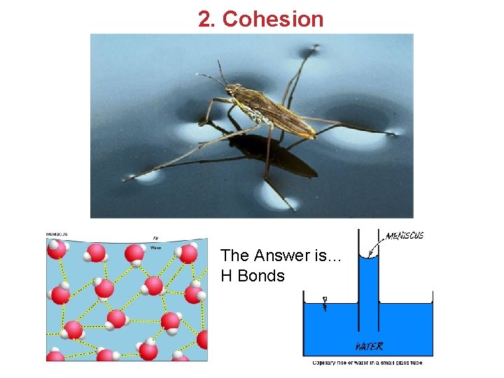 2. Cohesion The Answer is… H Bonds 2. Cohesion The Answer is… H Bonds
