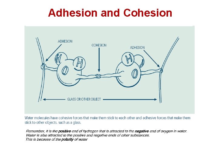 Adhesion and Cohesion Adhesion and Cohesion